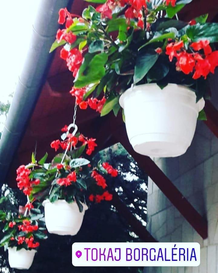Borgaleria Hotel Tokaj Bagian luar foto